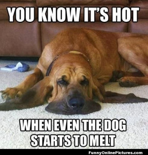 Meme picture of a “melting dog” on a hot summer’s day!