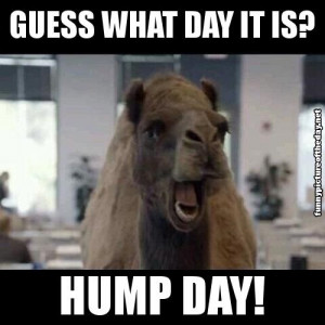 Guess What Day It Is Hump Day Funny Camel Geico Humor