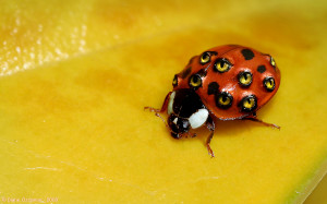 wallpapers ladybug weird backgrounds 1920x1200