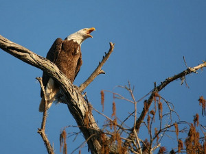 Bald Eagle