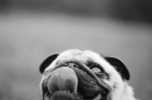 ... , 2013 Comments Off on Pug Love – 41 Funny Pictures of Pug Dogs
