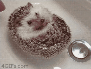 10 Hedgehog GIFs That’ll Make Your Day