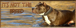 Pit Bull Quote - Its not the breed