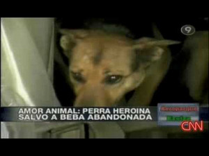Dog saves abandoned baby! Amazing!