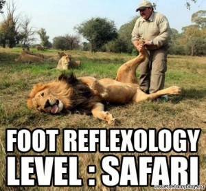 foot reflexology level safari funny lion