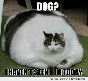 fat cat eaten dog animal havent seen him all day funny pics pictures ...