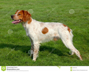 Sussex Spaniel Dog Standard