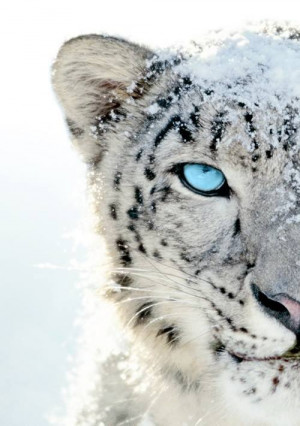 Now at Big Cat Rescue Jan 2 2013