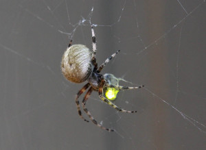 Here is a shot with flash that shows better detail of the spider.
