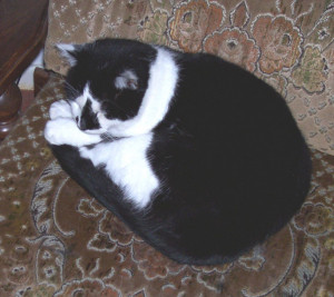 black and white male kitten