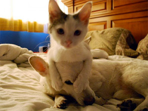photo gallery: unlikely pairs - cat and dog