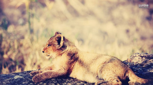 Animals Lions Lion Cub Baby