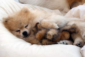 dog animals cute puppy Cuddling sleepy tommypom