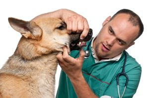... Dogs Care, Dental Care, Dental Service, Pet Dental, Dogs Dental, Dogs