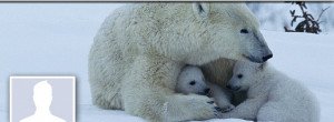 Facebook Cover Photo Polar Bear Cuddles