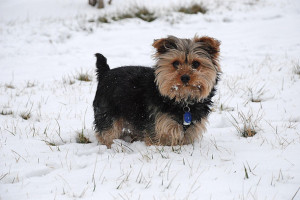 cocaine, cute, dog, funny, snow