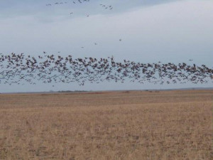2007 north dakota pheasant population forecast by britta