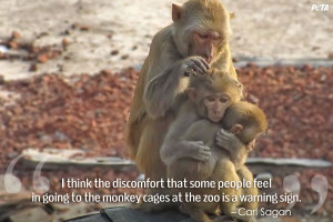 Quotes That Will Change What You Think About Zoos