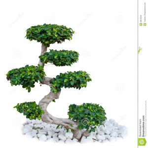Bonsai Tree Isolated White