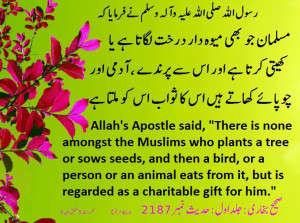 Tree Darakht Ugana Planting Trees