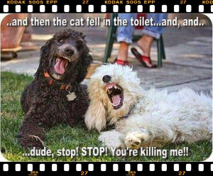 Funny Captions for Instagram!