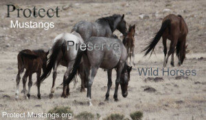 Wild Mustang Horses Quotes