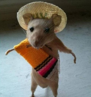 funny mexican mouse funny mexican mouse