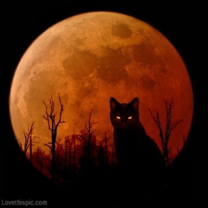 Harvest moon cat