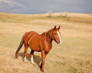 horse art horse photography horse quotes joy of horses horse ears