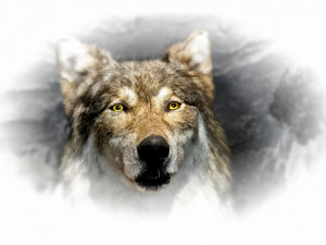 Wolf art arctic grey canis lupus quotes HD Wallpaper