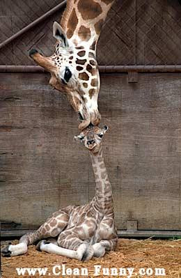 ... /11/animal-giraffe-mother-baby-kiss-kissing-703831.jpg_1284160978.jpg