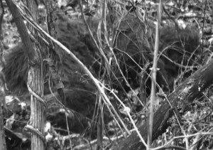 ... photograph of Sasquatch sleeping, scientific proof of Bigfoot to come