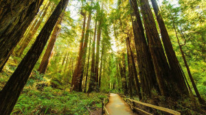 Fenced road through the redwood trees wallpaper 1366x768