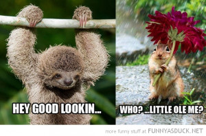 smooth sloth animal hey good looking squirrel flower who me funny pics ...