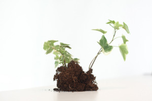 Growing Plant Stock Image