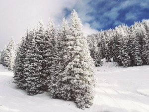 Winter trees in the Rocky Mountains.: Rocky Mountain