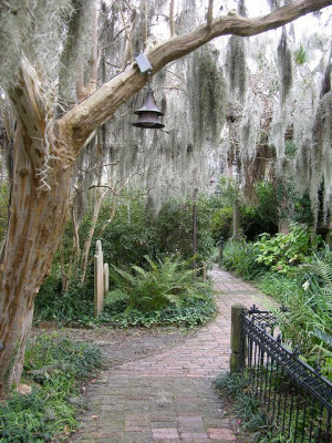 Spanish Moss in Charleston, SC: Charleston S C, Nature Garlands, Cody ...