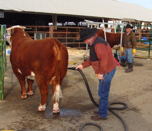 Red Bluff Bull And Gelding Sale