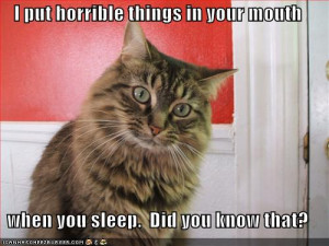 funny quotes cats. If you were a cat,