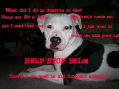 pitbulls quotes | pit bull dogs graphics and comments .....click ...