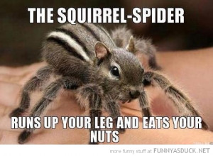 squirrel spider animal run up leg eat nuts funny pics pictures pic ...