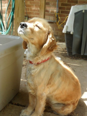 15941-dog-sunshine-29-8-2012