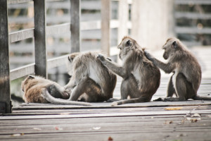 Teamwork by Gregorius Pratomoadji - Animals Other Mammals ( monkey ...