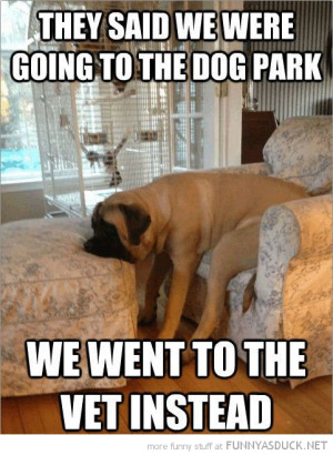 sad depressed dog animal problems said go park went vet funny pics ...