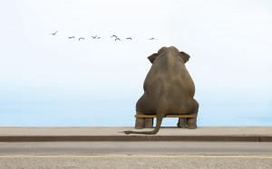 Sitting Elephant Wallpapers Pictures Photos Images