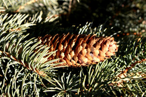 Pine Cone Wreath Free High