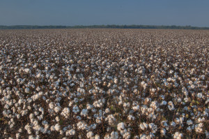 Cotton Field From Gause...
