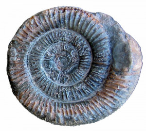 fossil: Recognizable, physical evidence of an organism that lived in ...