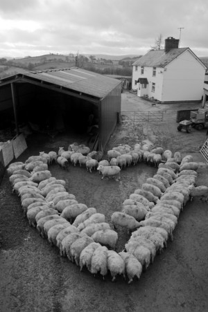 PHOTO: Heart-shaped charity sheep