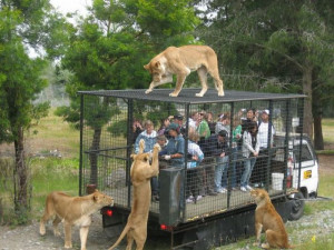 ... AFRICAN ANIMALS - LIONS SURROUND THE PEOPLE IN PROTECTIVE CAGED TRUCK